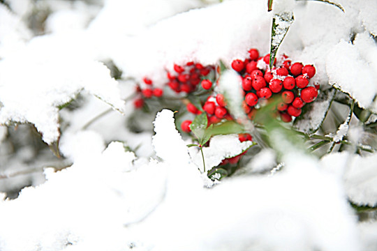 雪中南天竺