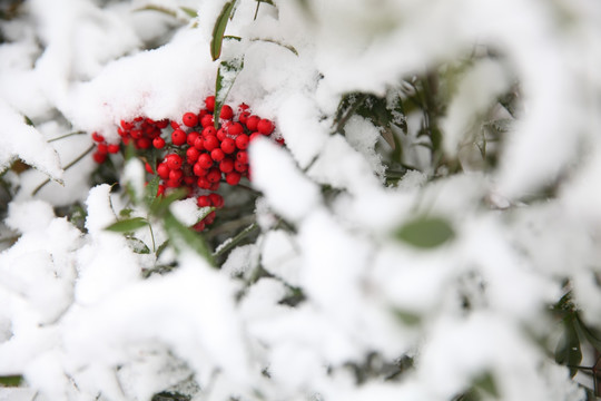 雪中南天竺