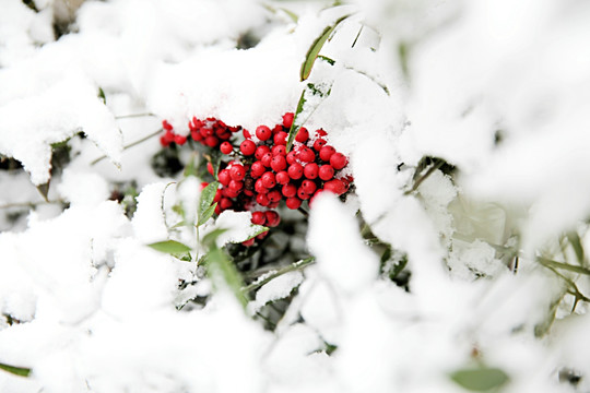 雪中南天竹