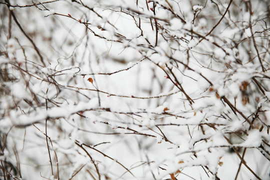 积雪灌木