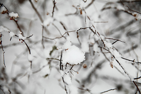 积雪灌木