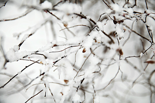 积雪灌木