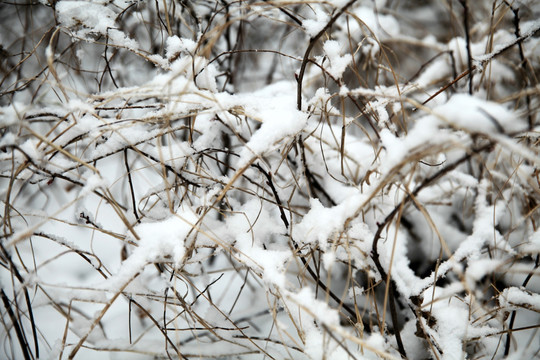 积雪灌木