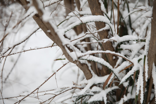 积雪树枝