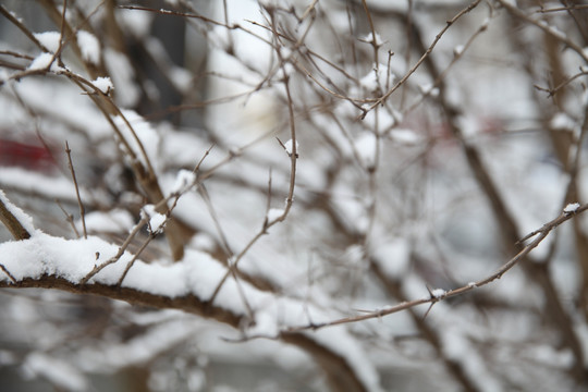 积雪灌木