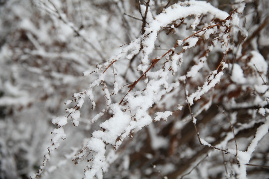 积雪灌木