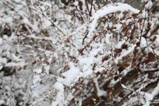 积雪灌木