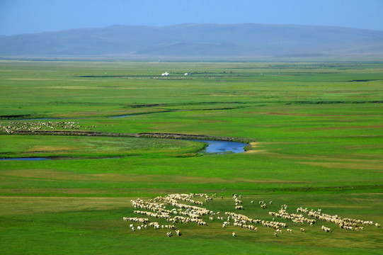 羊群草原河流