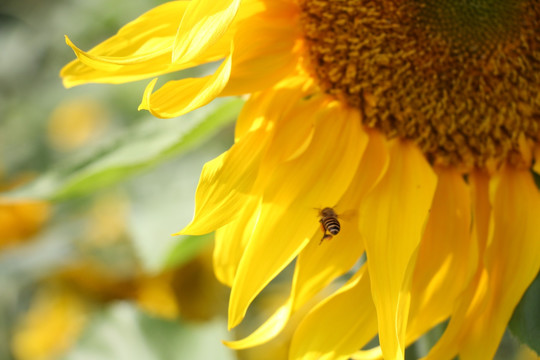 蜜蜂与花 向日葵