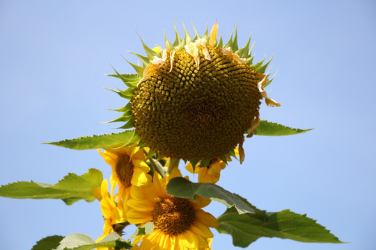 太阳花 向日葵