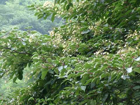 香果树 国家珍贵树种