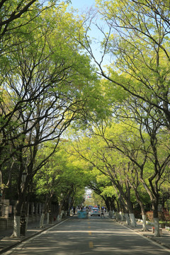 青岛八大关 路景 街景