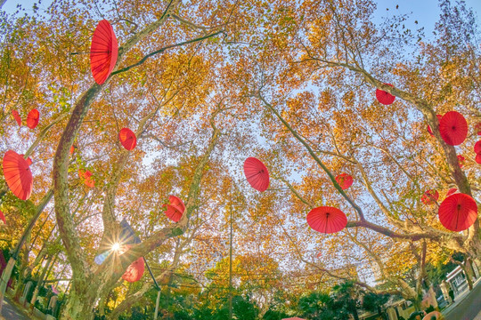 秋日景观 街头树叶艺术展