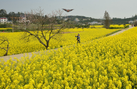 桃花 李花 春天