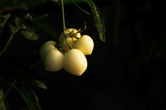 香瓜茄