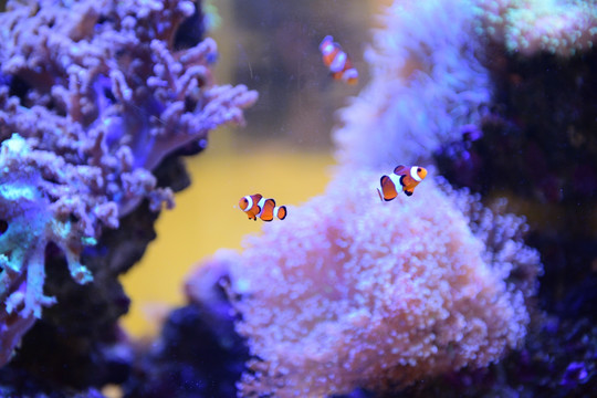 水族馆珊瑚