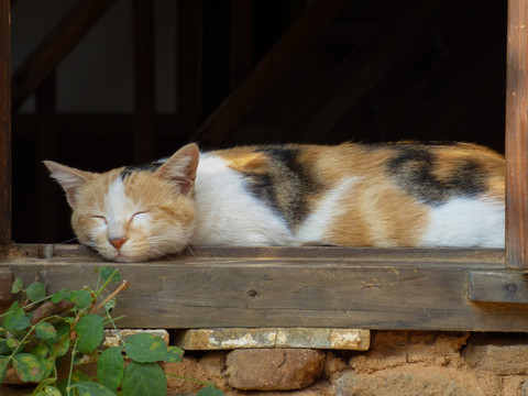 一只正在睡觉的猫咪