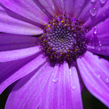 花蕊