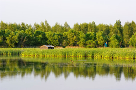 湿地