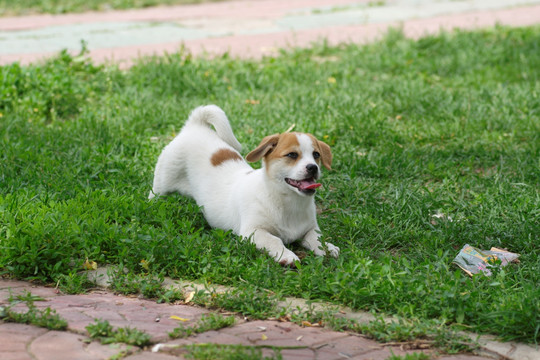 狗