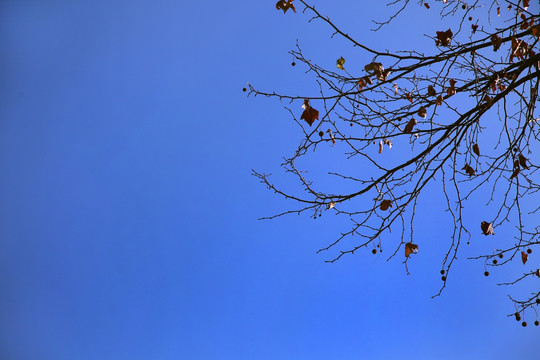 蓝天一侧的枯枝