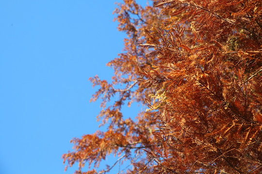 蓝色天空下水杉枝叶