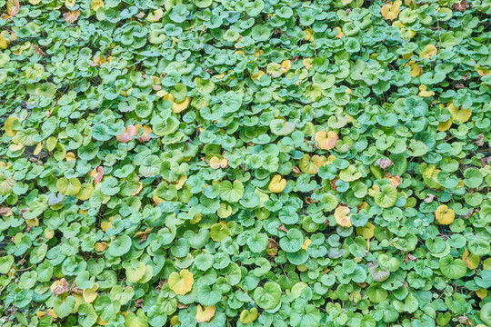 4000万像素 植物墙