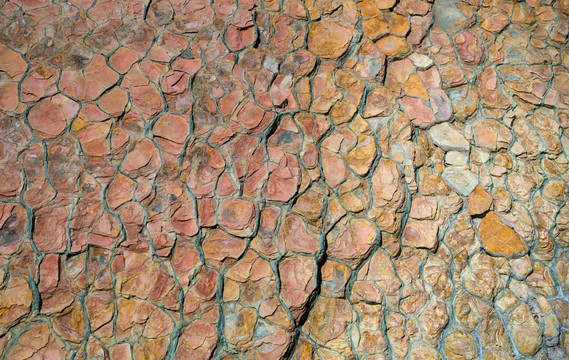龟背石 自然化石