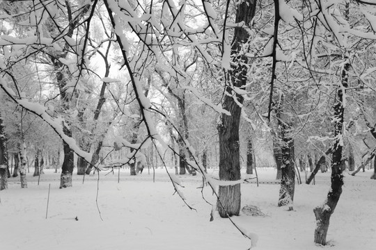 冬雪