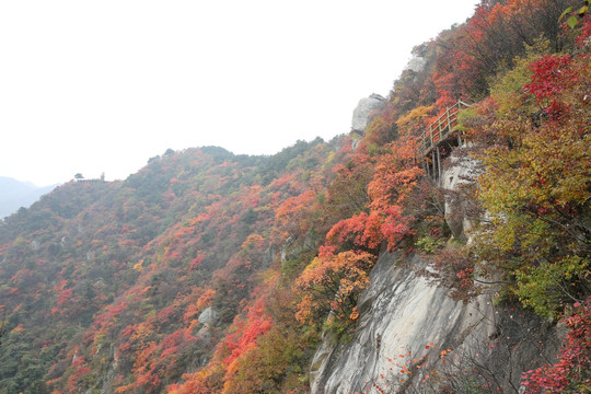 大山红叶