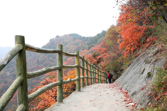 大山红叶