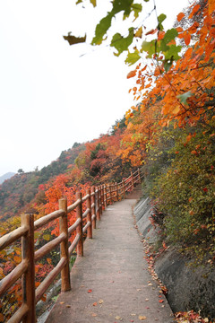 大山红叶