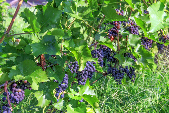 葡萄园 葡萄成熟