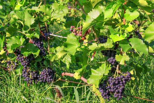 葡萄园  葡萄成熟