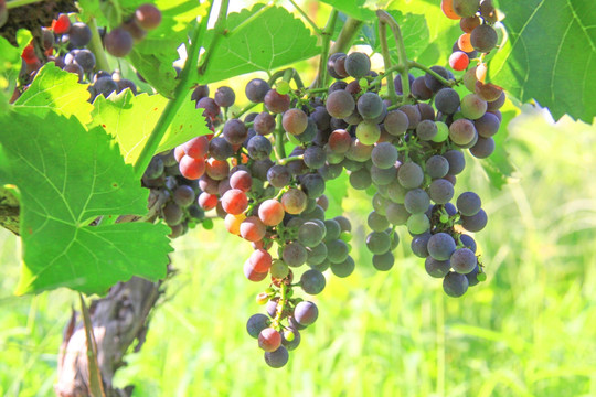 葡萄成熟 葡萄园