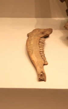 旧石器时代古仓鼠下颚骨
