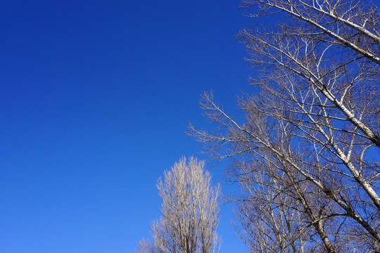 深蓝的天空 杨树