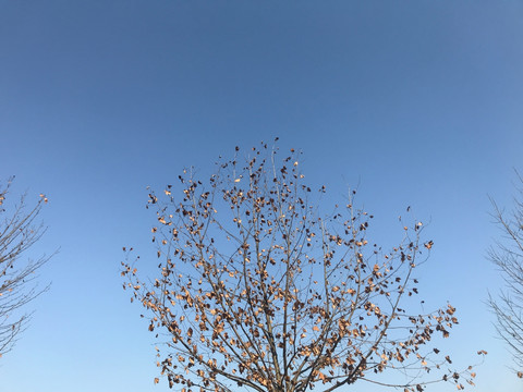 秋天的树