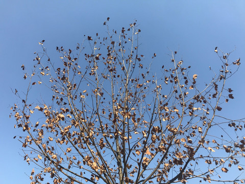 秋天的枯树枝