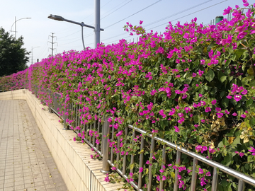 杜鹃花墙