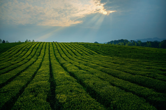 茶园茶海