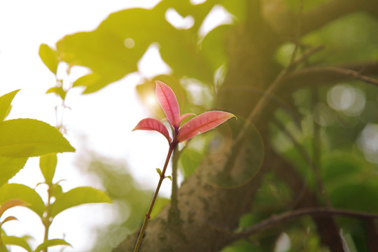 绿叶中的一枝红色芽儿