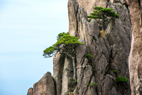 黄山奇松