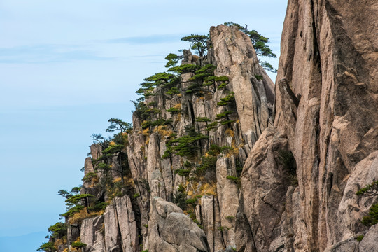 黄山松石图