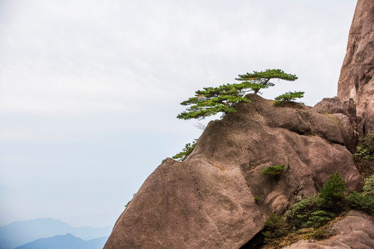 黄山松石图