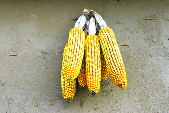 玉米棒 乡村 装饰
