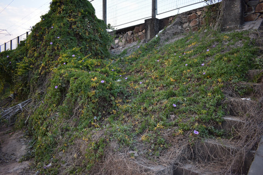 满山遍野紫色喇叭花牵牛花