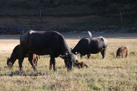 牛 牛群 放牧 户外 摄影