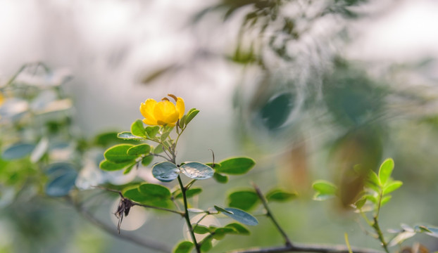 逆光黄花槐背景