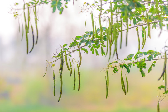 逆光黄花槐背景